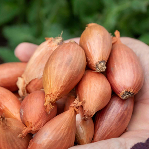 Autumn Planting Shallot Sets 'Longor'