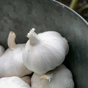 Autumn Planting Garlic Cloves 'Extra Early Wight'