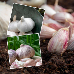 Autumn Planting Garlic Cloves 'Wight' Duo Pack