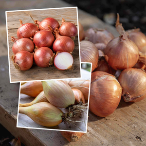 Autumn Planting Shallot Duo