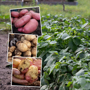 Seed Potato Disease Resistant Collection