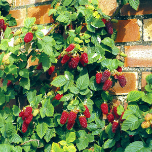 Thornless Raspberry 'Tayberry Buckingham'