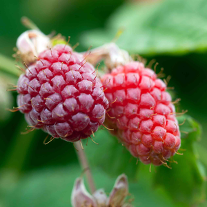 Loganberry 'LY654'