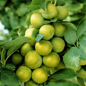 Greengage 'Old Green Gage'