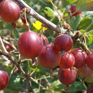 Gooseberry Standard 'Hinnonmaki Red'
