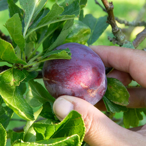 Plum 'Marjories Seedling'