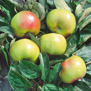 Apple 'Bramley'