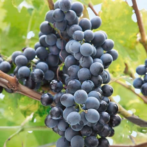 Grape Vine 'Regent'