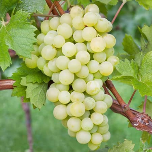 Grape Vine 'Phoenix'