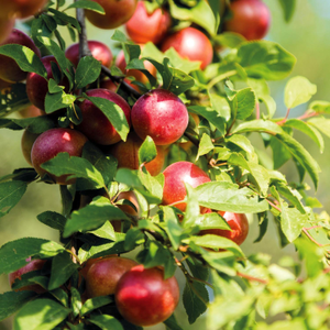 Plum 'Lizzie'