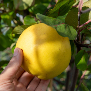 Quince 'Serbian Gold'