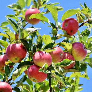 Apple 'Laxton's Superb'