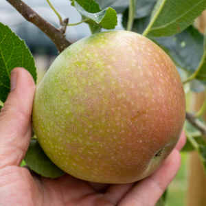 Apple 'Discovery'