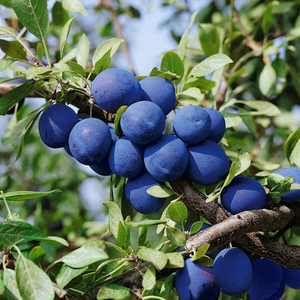 Damson 'Merryweather'
