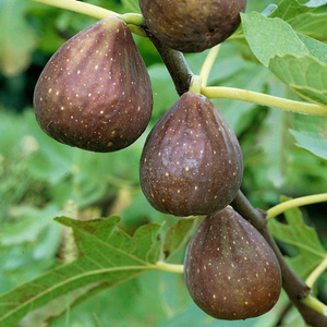 Fig 'Brown Turkey'