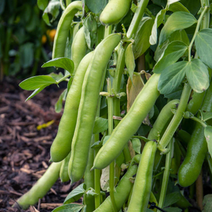 Broad Bean 'De Monica'