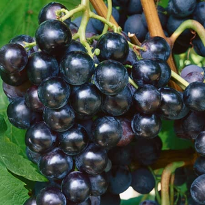 Grape Vine 'Boskoop Glory'