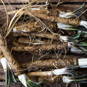 Horseradish Bare Roots
