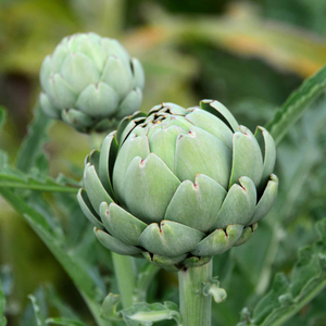 Artichoke 'Green Globe'