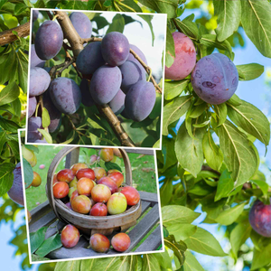 Plum Twin 'Victoria & Hauwszwetsche'