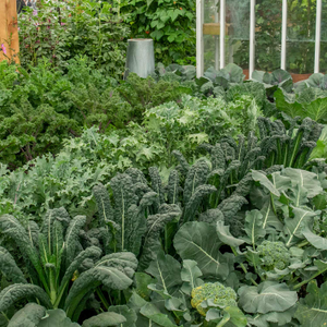 Brassica 'Autumn & Winter Cropping' Collection