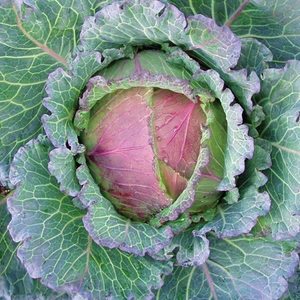 Cabbage 'Marabel'