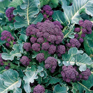 Brassica 'Winter & Spring Cropping' Collection