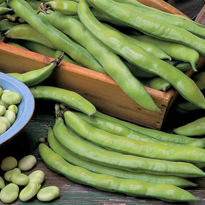 Broad Bean 'Aquadulce Claudia'