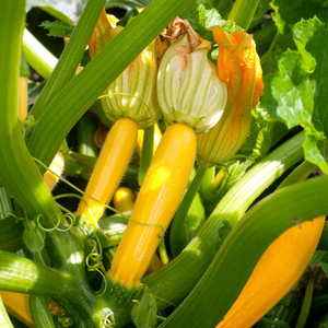 Courgette 'Lemona'