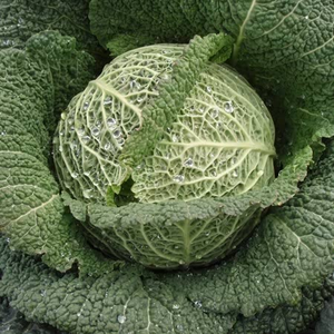 Cabbage 'Supervoy'