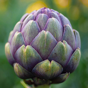 Artichoke 'Violet Globe'