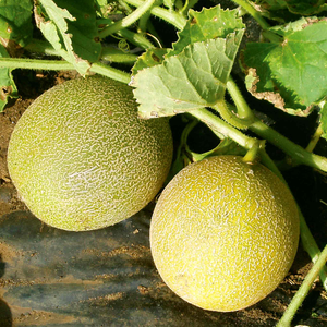 Melon 'Outdoor Wonder'