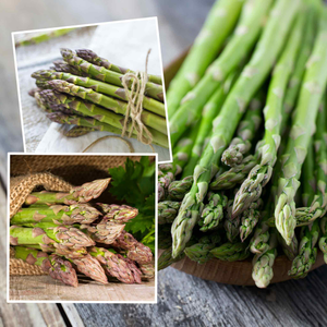 Asparagus Crown 'Chefs' Choice Collection