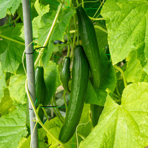 Cucumber 'Burpless Tasty Green'