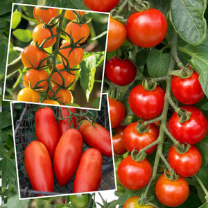 Grafted Cordon Tomato Taster Pack