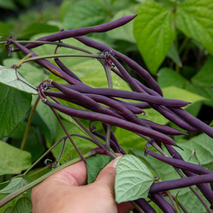 French Bean 'Dwarf Amethyst'