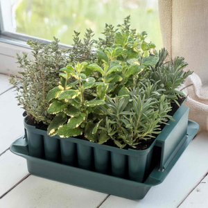 Compact Plug Plant Trainer