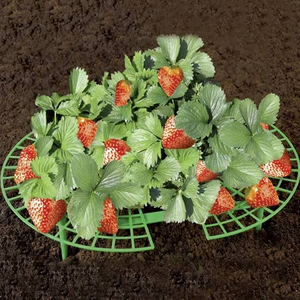 Strawberry Supports x5