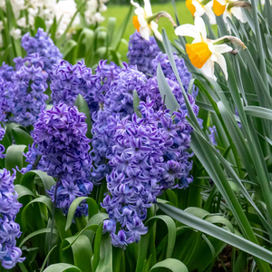 Hyacinth Indoor Bulbs 'Delft Blue'