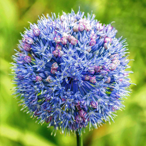Allium 'Caeruleum'