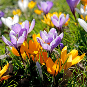 Crocus Corms 'Large Flowering Mix' Collection