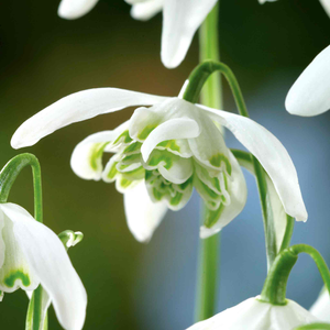 Double Snowdrop Bulbs 'Flore Pleno'