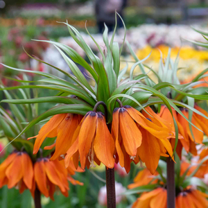 Fritillary Crown Imperial Bulbs 'Rubra'