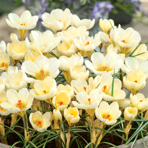 Crocus 'Cream Beauty'