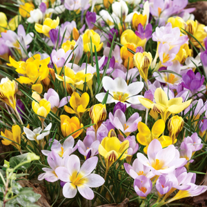 Crocus 'Mixed Species'