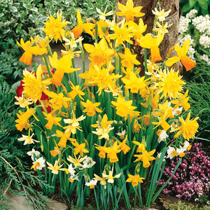 Daffodil Fragrant Species Mixed