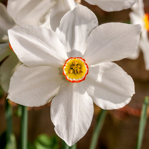 Daffodil Bulbs 'Pheasant's Eye'
