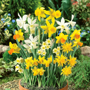Dwarf Daffodil Species Mixed