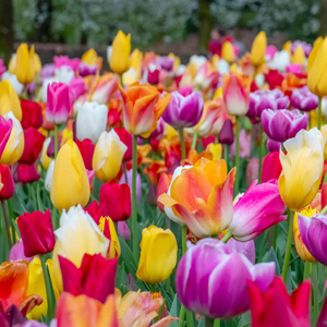 Tulip Mixed Border Collection