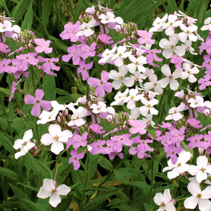 Sweet Rocket Seeds 'Enchantment'